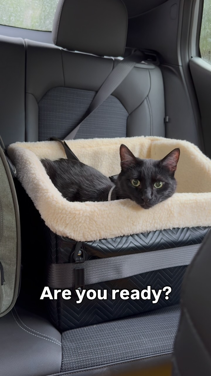 Instagram post by @babayaga_cat for Petsfit. Caption reads: Baba and Yaga wish you all a safe and happy....