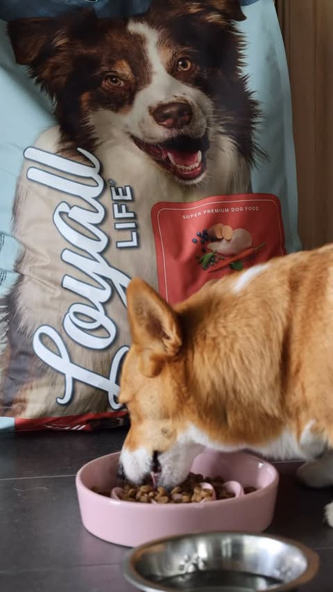 Instagram post by @beans.thecorgi for Tractor Supply. Caption reads: [...] Pick Up In-Store at a Tractor Supply Near....