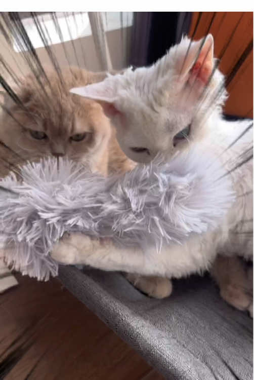 TikTok post by @potaroma_petlife for Potaroma. Caption reads: [...] #catsoftiktok #dealsforyoudays @Potaroma....