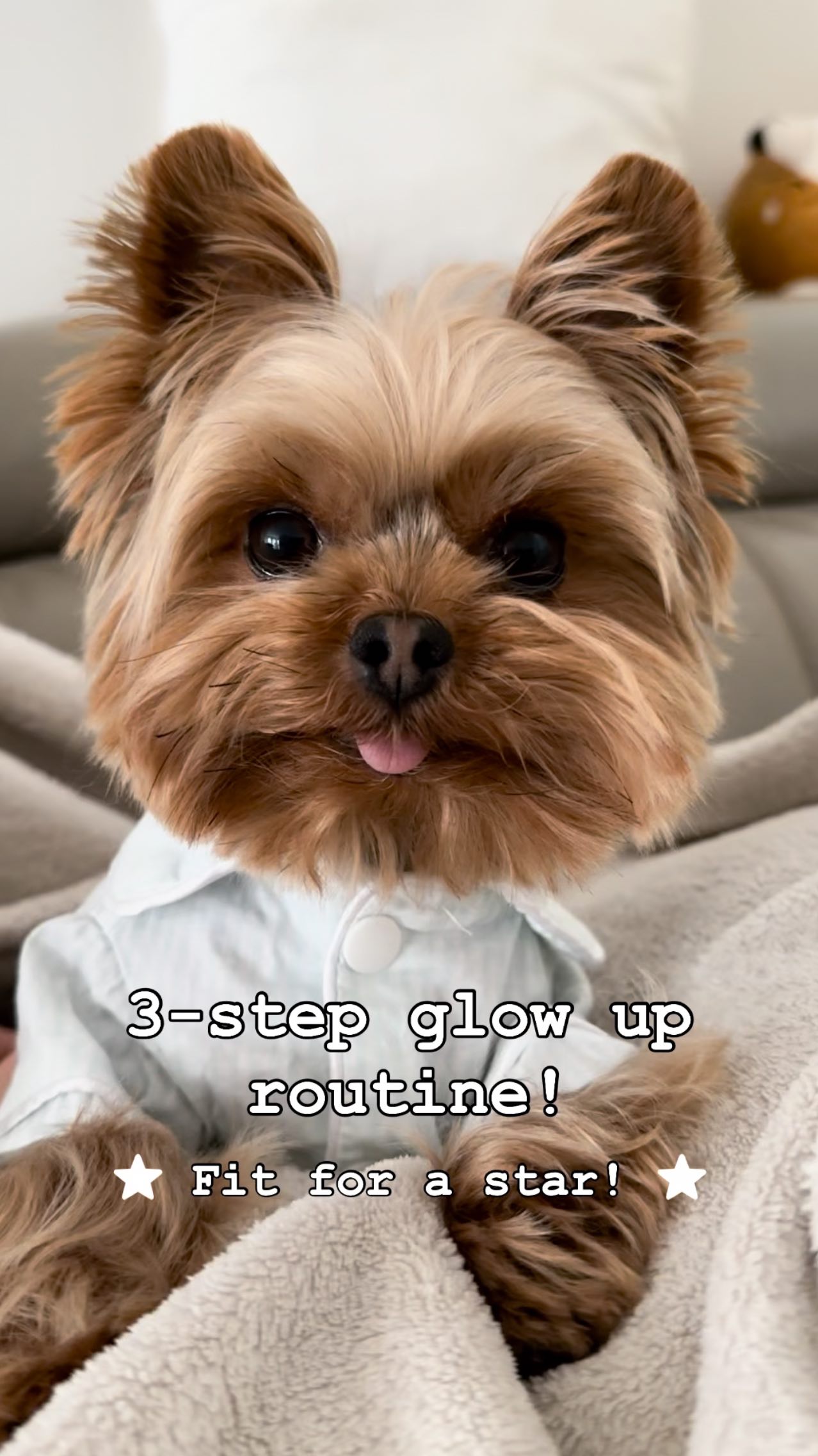 Instagram post by @yuzutheyorkie for Zesty Paws. Caption reads: When your dog’s glow-up routine is better than....