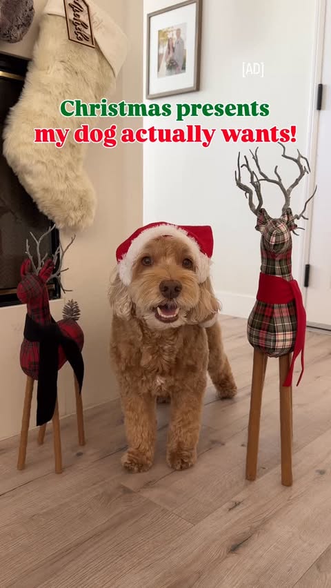 Instagram post by @sampson_the_dood for DreamBone Chews. Caption reads: [...] Link in bio to get yours! @dreambonechews....