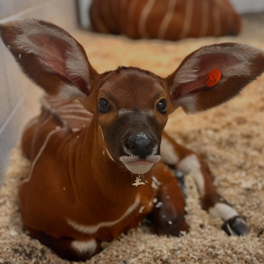 Instagram post by @lutheran_hospital for Intermountain Health. Caption reads: Our Critically Endangered Eastern bongo herd is....