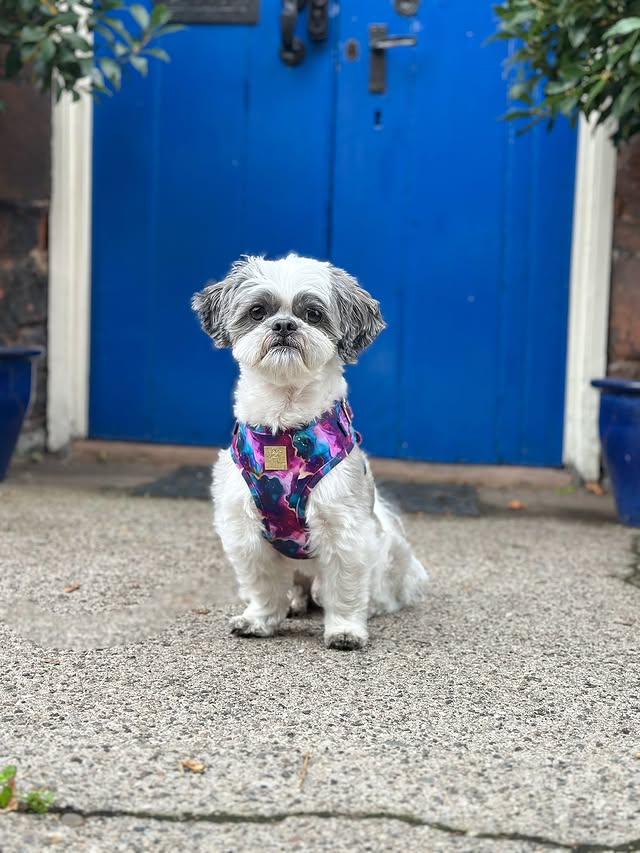 Instagram post by @nevil_the_shihtzu for Paw Couture. Caption reads: @wearepawcouture new collections now live ✨ You....