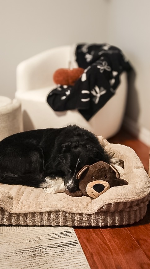 Instagram post by @curedbydogs for Lesure Pet. Caption reads: These are a few (more) things I wish I knew before....