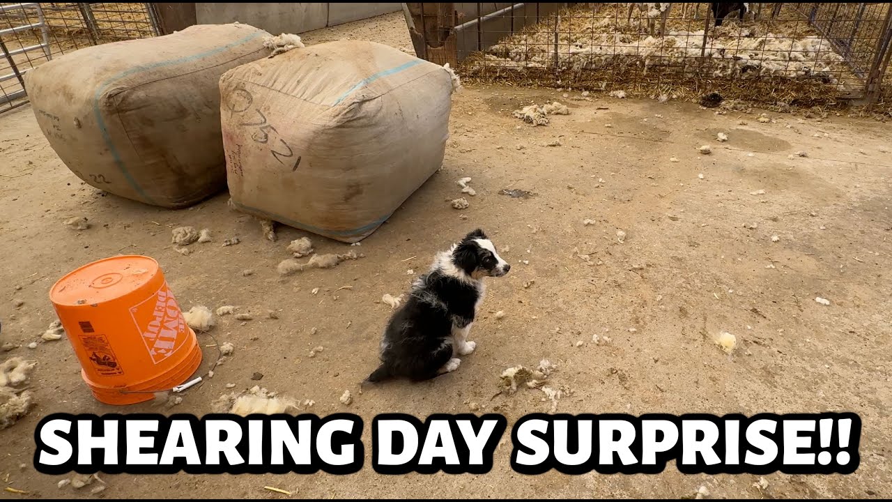 YouTube post by @SandiBrock for Flodesk. Caption reads: Meet our newest SHEARING DAY helper!!.