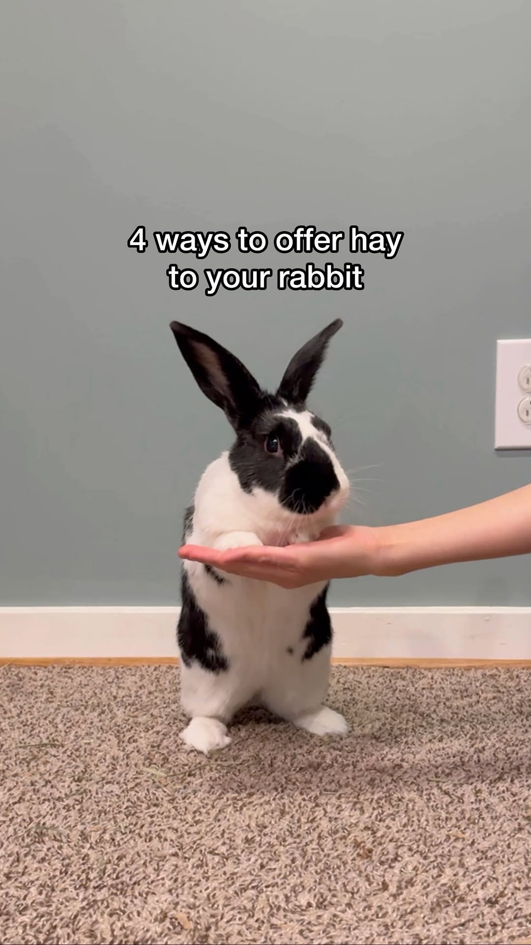 Instagram post by @oreo.thebunnyrabbit for Oxbow Animal Health. Caption reads: 4 ways to offer hay to your rabbits! Rabbits need....
