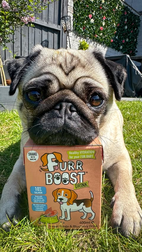 Instagram post by @cookiethepug.2021 for Furr Boost. Caption reads: [...] #pugsofinstagram #puglove #furrboost....
