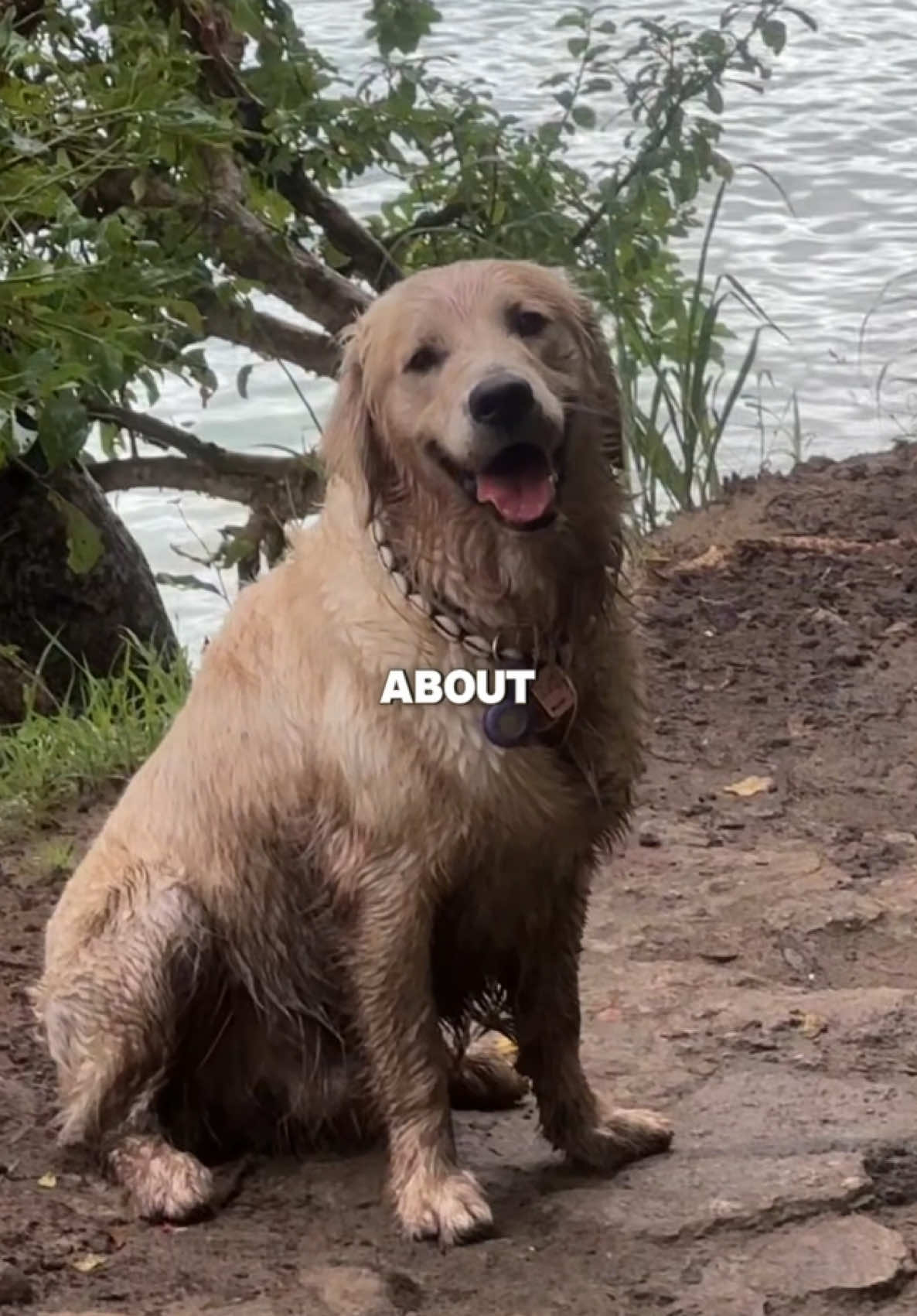 TikTok post by @goldenchilaquil for Swiffer. Caption reads: #SwifferPartner #Ad From jungle mess to sparkling....