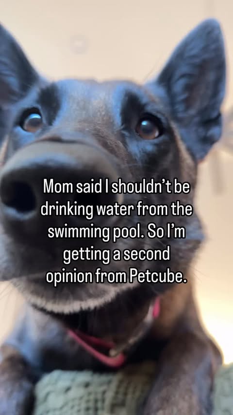 Instagram post by @dukeandduchessduo for Petcube. Caption reads: [...] DandD for 100% OFF your first month of....