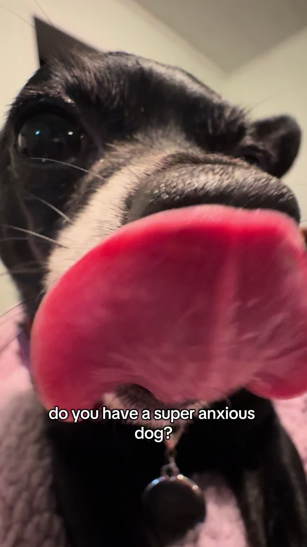TikTok post by @jaxandnova for Native Pet. Caption reads: anything @Native Pet will be 35% off only until....