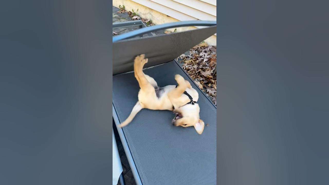 YouTube post by @DoggyU for Oma's Pride. Caption reads: How my older dog feels about the puppy stage 😬.