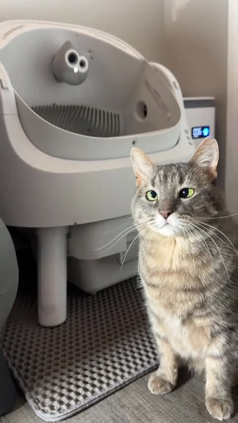 Instagram post by @crib_of_misfit_pets for Siipet. Caption reads: 24/7 AI monitoring for only $59 @siipetofficial....