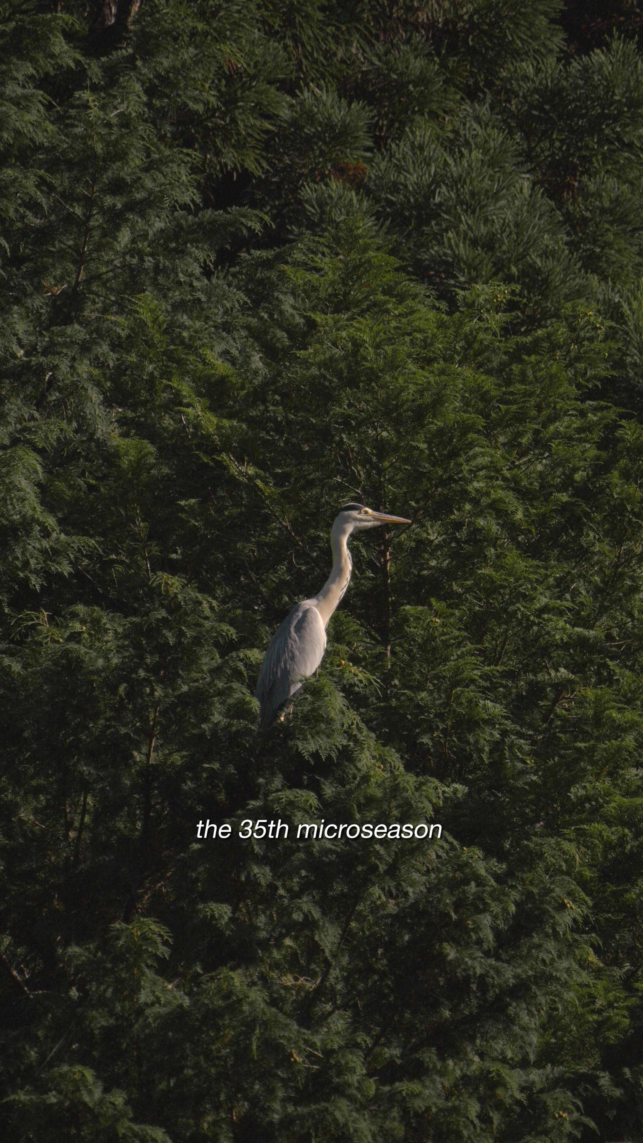 Instagram post by @down2forage for PANGAIA. Caption reads: [...] humid, made in partnership with nature....