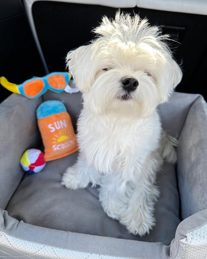 Instagram post by @mochifloof for PupBox. Caption reads: Thinking big thoughts to manifest some sunny beach....