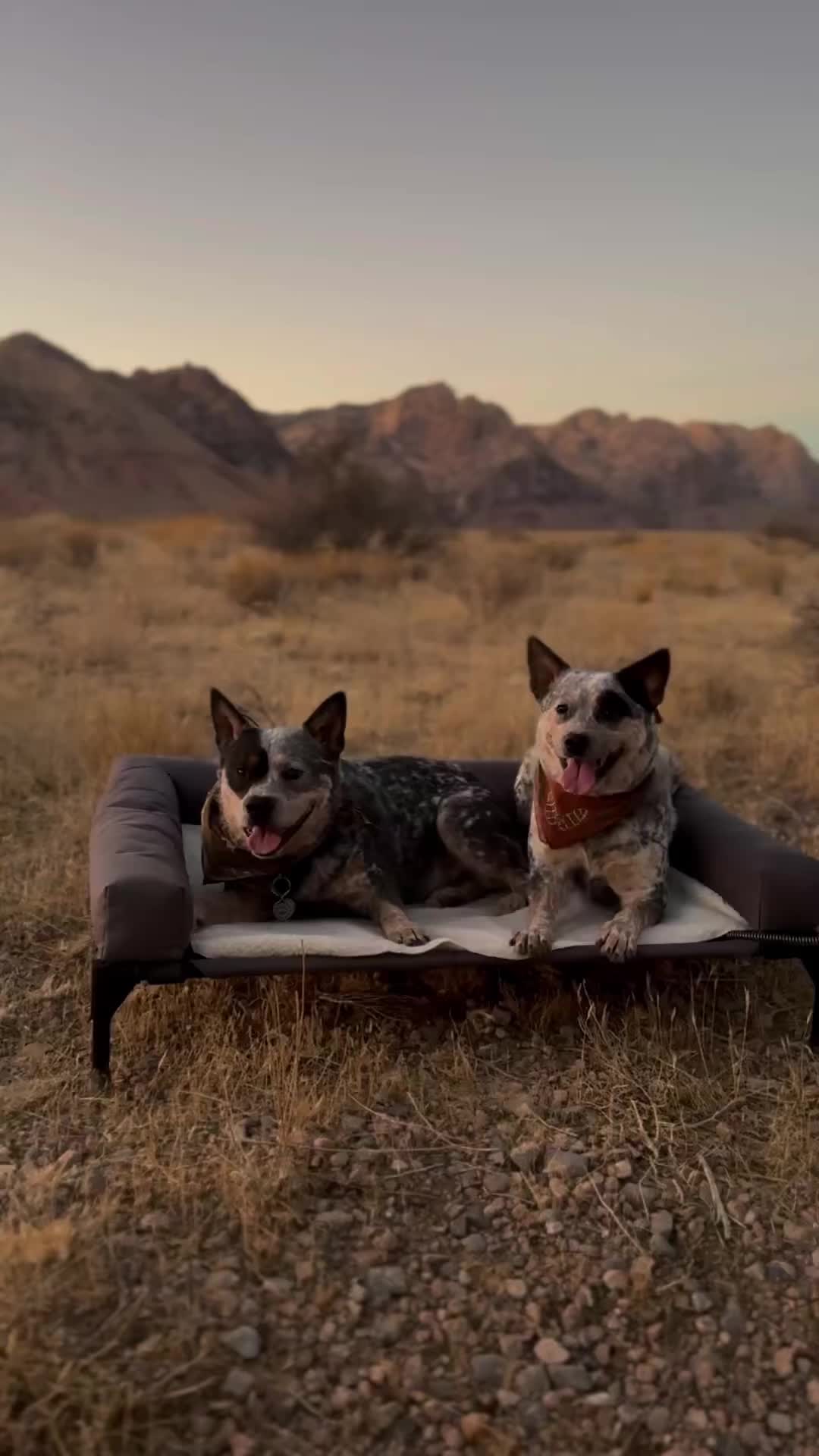 TikTok post by @apollointhewild for K&H Pet Products. Caption reads: [...] we never leave home without our @K&H Pet....