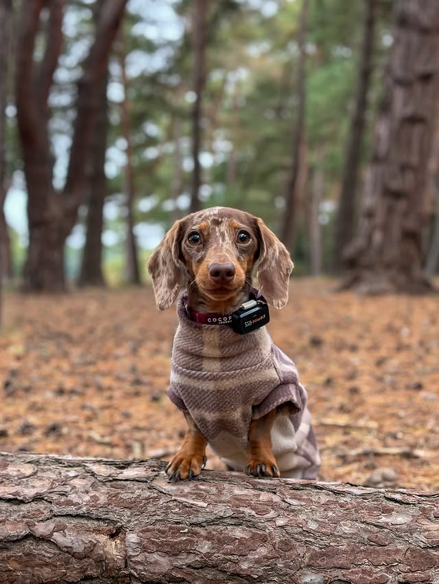 Instagram post by @margotdapple for Cocopup London. Caption reads: woodland walkies 🤎

always margot’s favourite....
