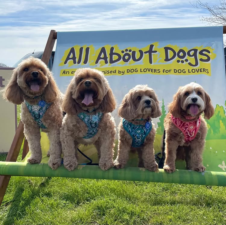 Instagram post by @rodneyandmabel_the_cavapoos for Furr Boost. Caption reads: What a Sunday Funday we had @allaboutdogsshow....