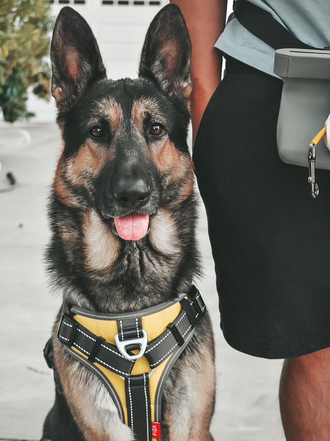 Instagram post by @kayzer_gsd for FidaPet. Caption reads: Leadsafe Set: AutoBrake Leash & No-Pull Harness....