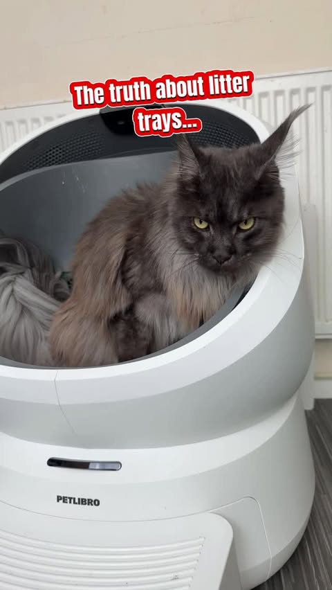 Instagram post by @kit.has.cats for PETLIBRO. Caption reads: [...] reasons I’ve been enjoying testing the....