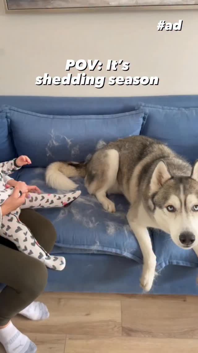 Instagram post by @thathuskytheo for BISSELL. Caption reads: #ad Theo’s in full shedding mode, and the BISSELL....