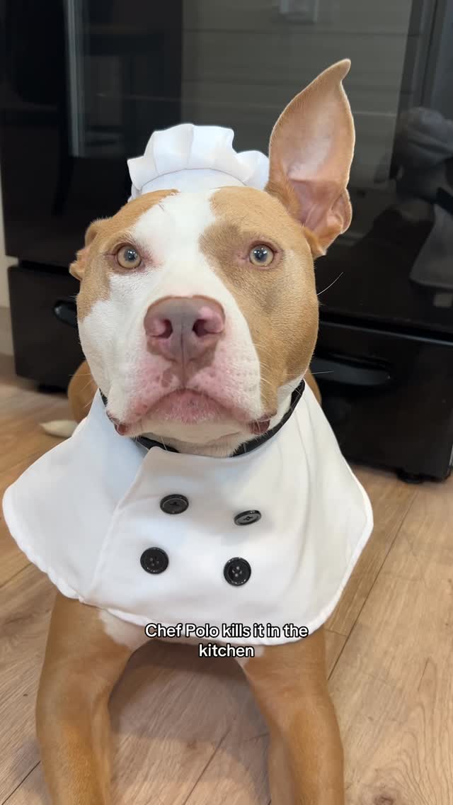 Instagram post by an influencer for Open Farm Pet. Caption reads: [...] #openfarmpartner @openfarmpet.