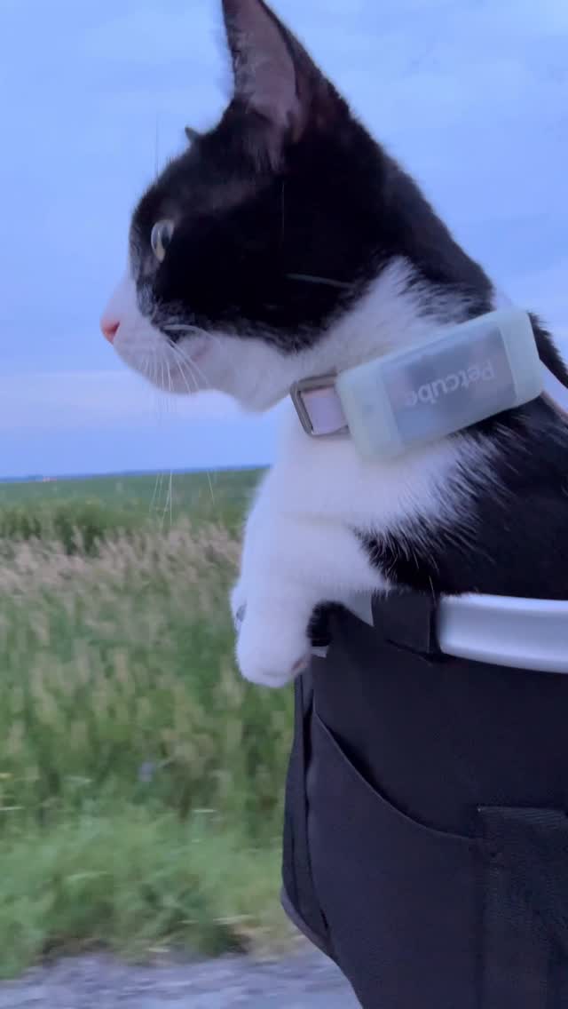 Instagram post by @fitzcapades for Petcube. Caption reads: Night bikes 
Fitz 1.5 years old

The moths and....