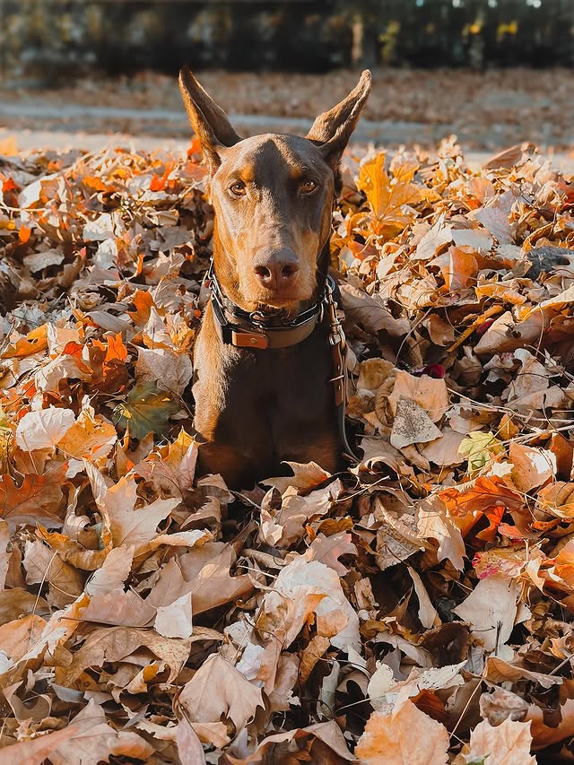 Instagram post by @bringinthebass for Wondercide. Caption reads: [...] leaves are all mine and thanks to....
