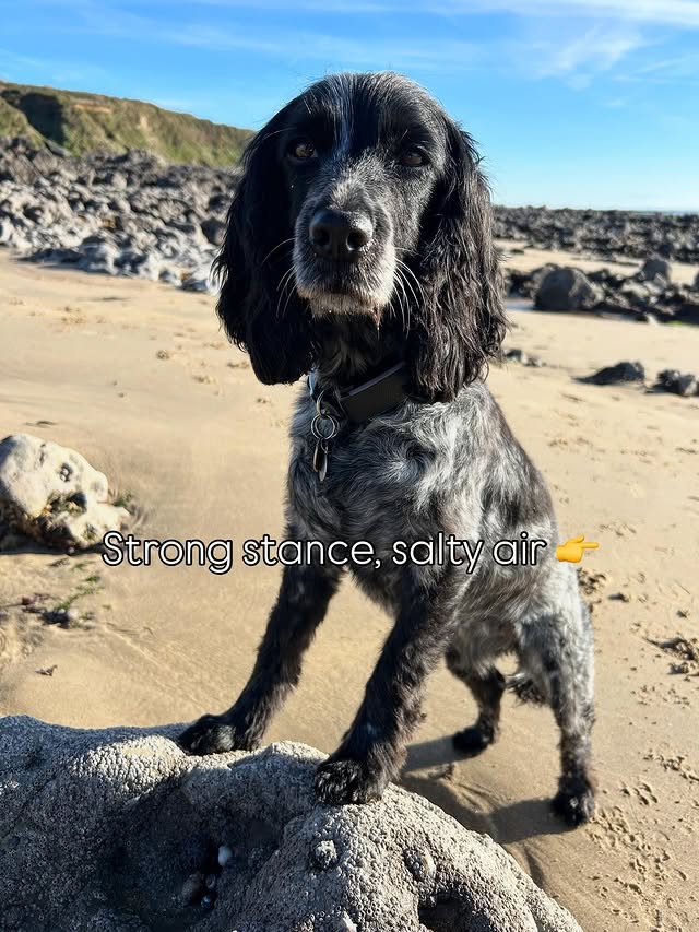 Instagram post by @dollythehearingdog for YuMOVE. Caption reads: [...] in the countryside and at the seaside,....