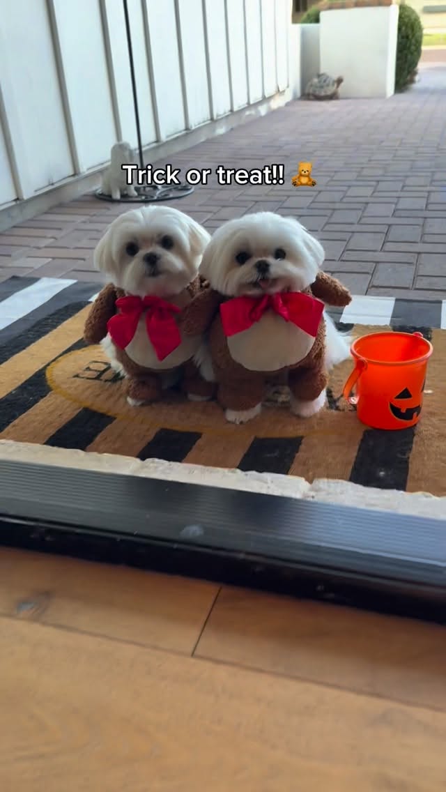 Instagram post by @cocothemaltesedog for PetSmart. Caption reads: #PetSmartPartner Trick-or-treating never looked....