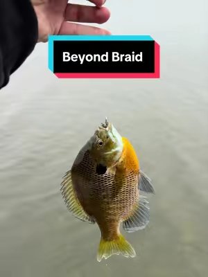 TikTok post by @dsp_fishing for Beyond Braid. Caption reads: Catching huge blugills - Beyond Braid Pro Grade PE....