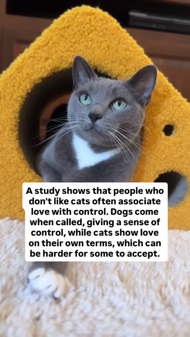 Instagram post by @purrfectinfluencer for Cats of Instagram. Caption reads: What do you think? 🤔 

#lilmeowmeow #meowed....