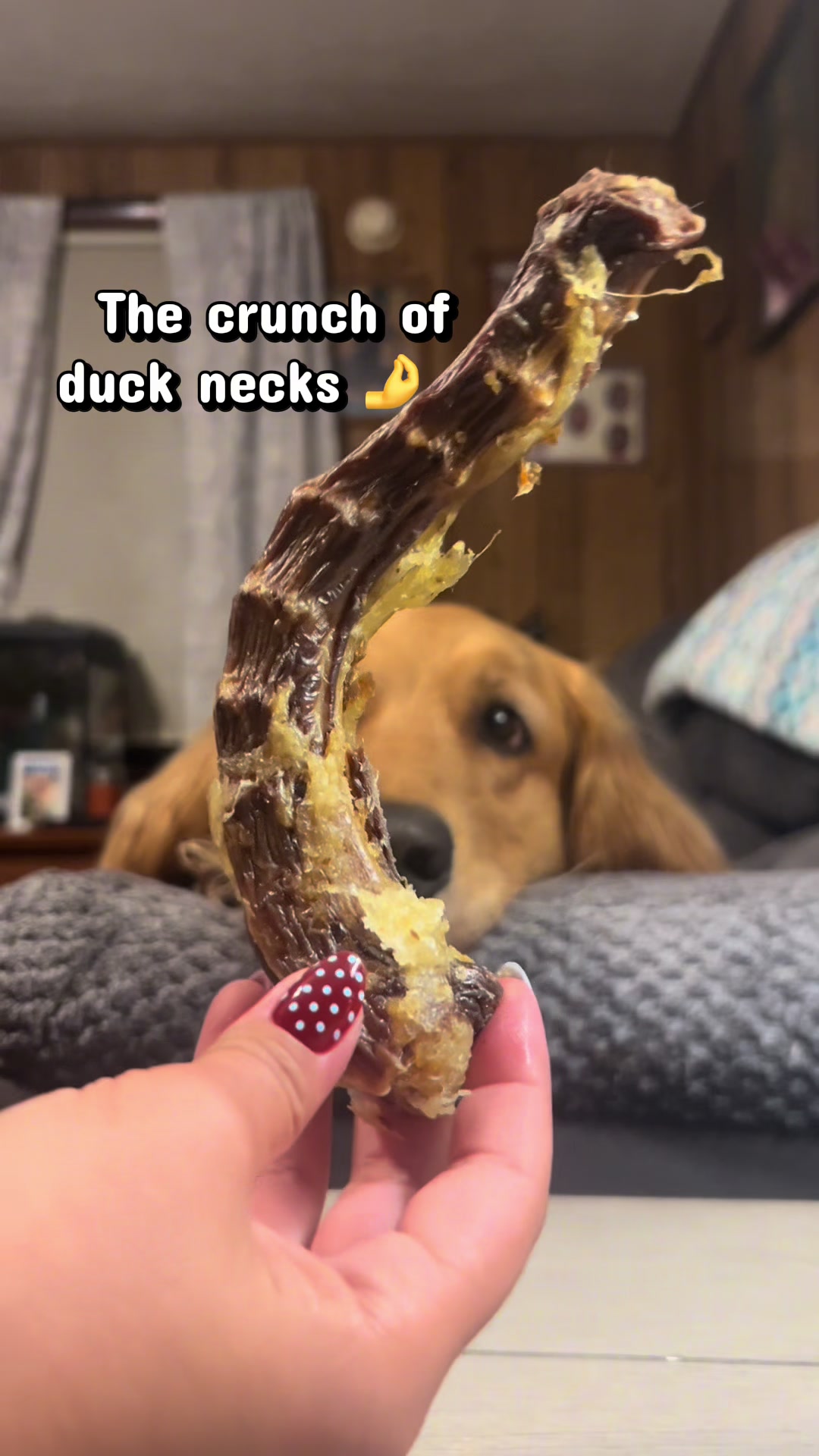 TikTok post by @court_1765 for All American Canine. Caption reads: So good! ‼️ @ALL AMERICAN CANINE CO. @All American....