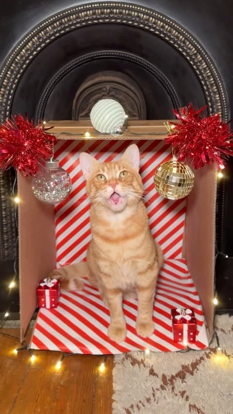 Instagram post by @dextheorangecat for Purina. Caption reads: [...] the perfect festive use for our big....
