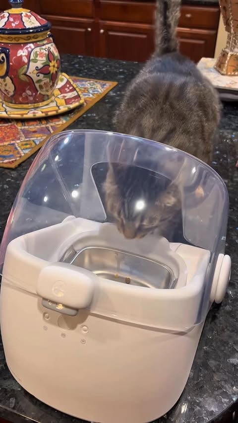 Instagram post by @withpyaari for Cheerble. Caption reads: Now Sneezy will eat decently with the....