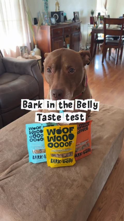Instagram post by @justopiethings for BarkBox. Caption reads: There’s nothing Opie loves more than a taste test....