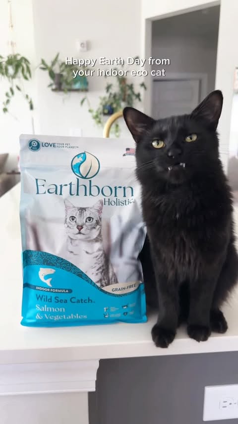 Instagram post by @herhouseofcats for Earthborn Holistic Pet Food. Caption reads: 1 comment = 1 tree planted 🌳 | AD....