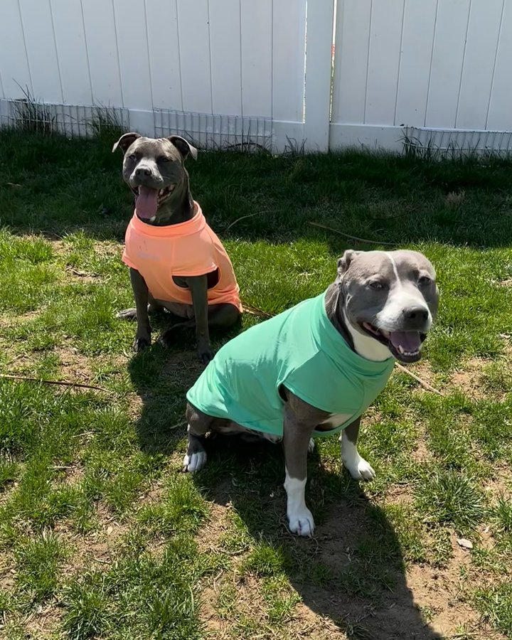 Instagram post by an influencer for SPARK PAWS. Caption reads: [...] so these sun shirts from @sparkpawsofficial....