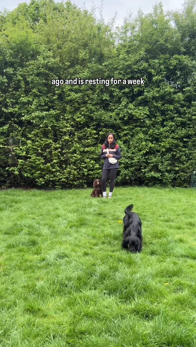 Instagram post by @cocker.milly for Beco Pets. Caption reads: The most boring few days 😅 Whilst Milly has....