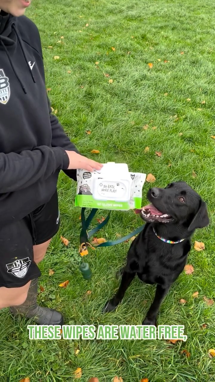 Instagram post by @arlo.the.assistance.dog for Bugalugs Pet Care. Caption reads: [...] 𝐬𝐨 𝐑𝐔𝐍 𝐝𝐨𝐧’𝐭 𝐰𝐚𝐥𝐤 𝐭𝐨....