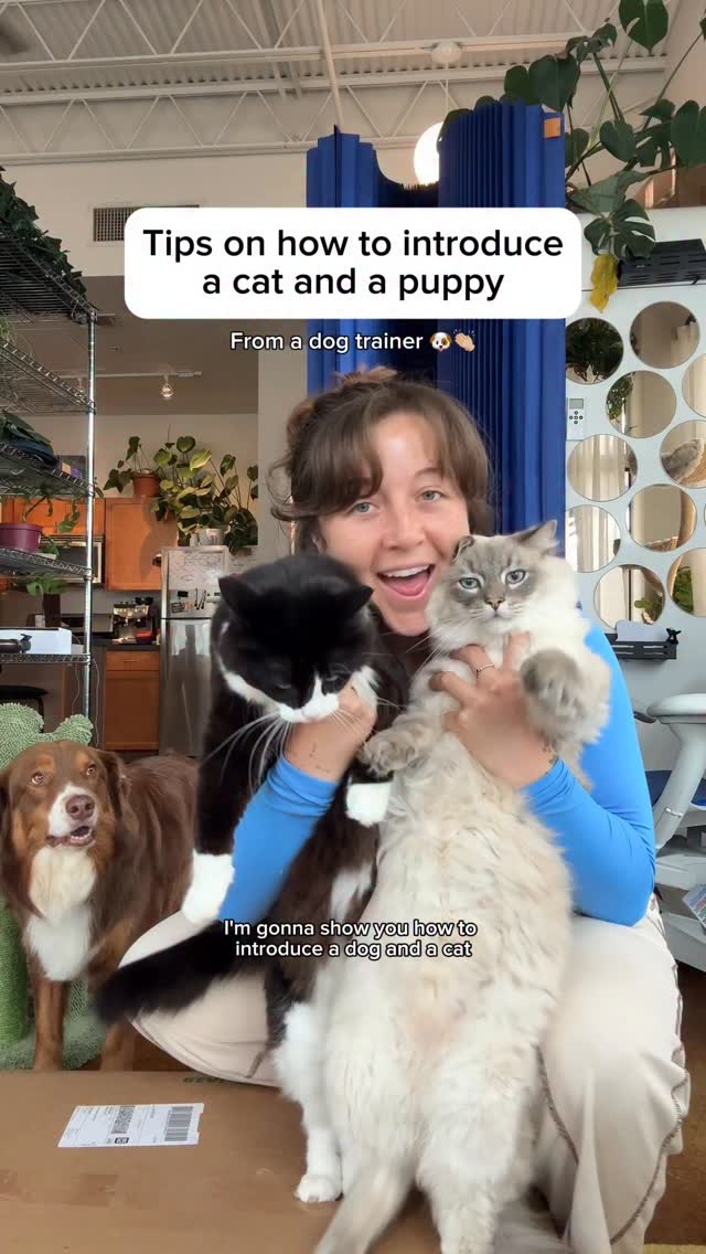 Instagram post by @taylorcezanne for freshpatch. Caption reads: [...] love products like the Cat Condo from....