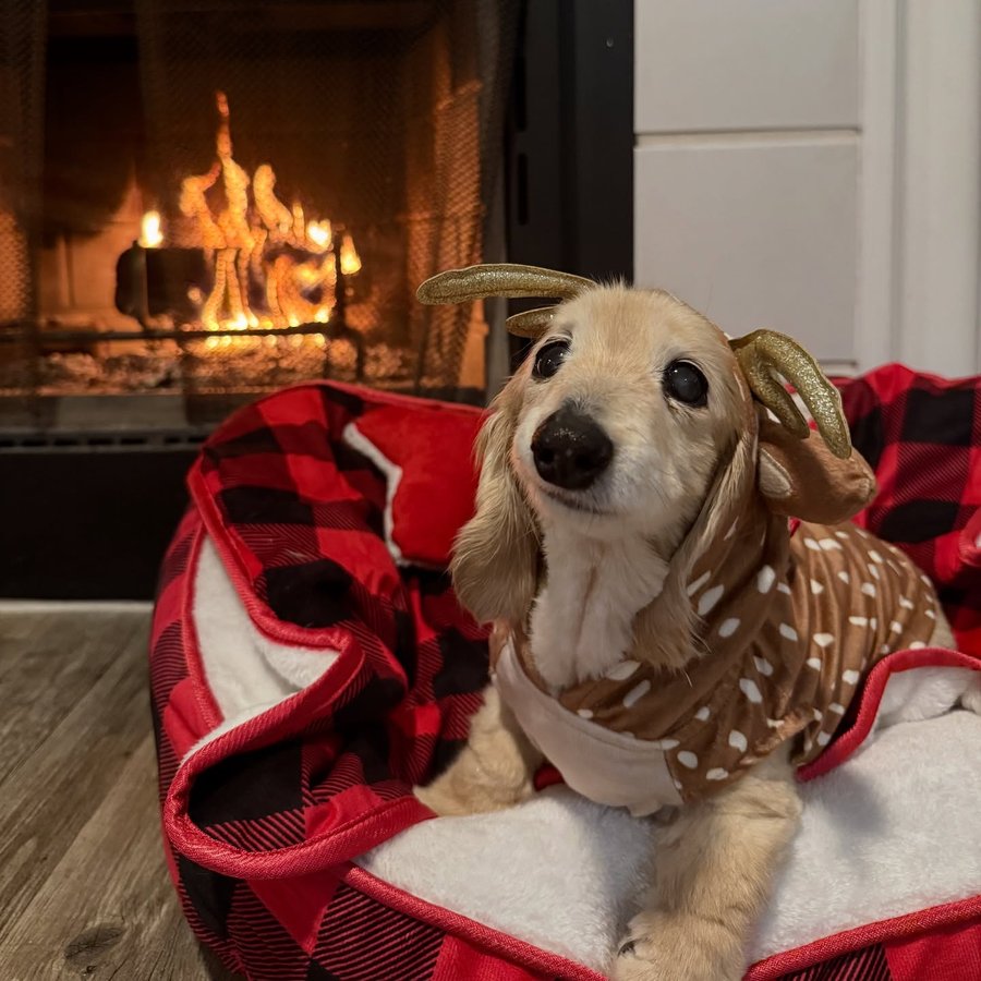 Instagram post by @buddy_bella_birdie for Petco. Caption reads: Guys omg 😭🥹.
