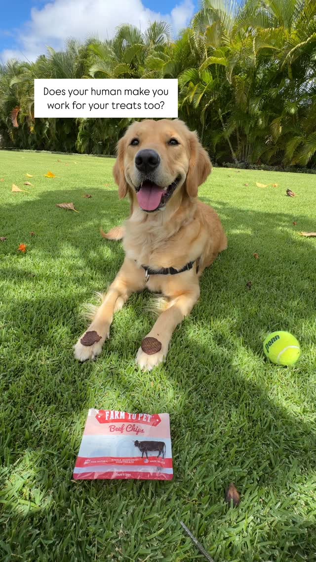 Instagram post by @islatheislandgoldie for Farm to Pet. Caption reads: Will wait for @farmtopet 🥩 chippies!

Have you....