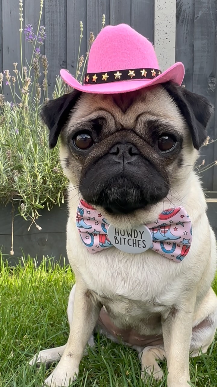 Instagram post by @cookiethepug.2021 for Frankys Bowtique. Caption reads: [...] you all have a extra weekend....