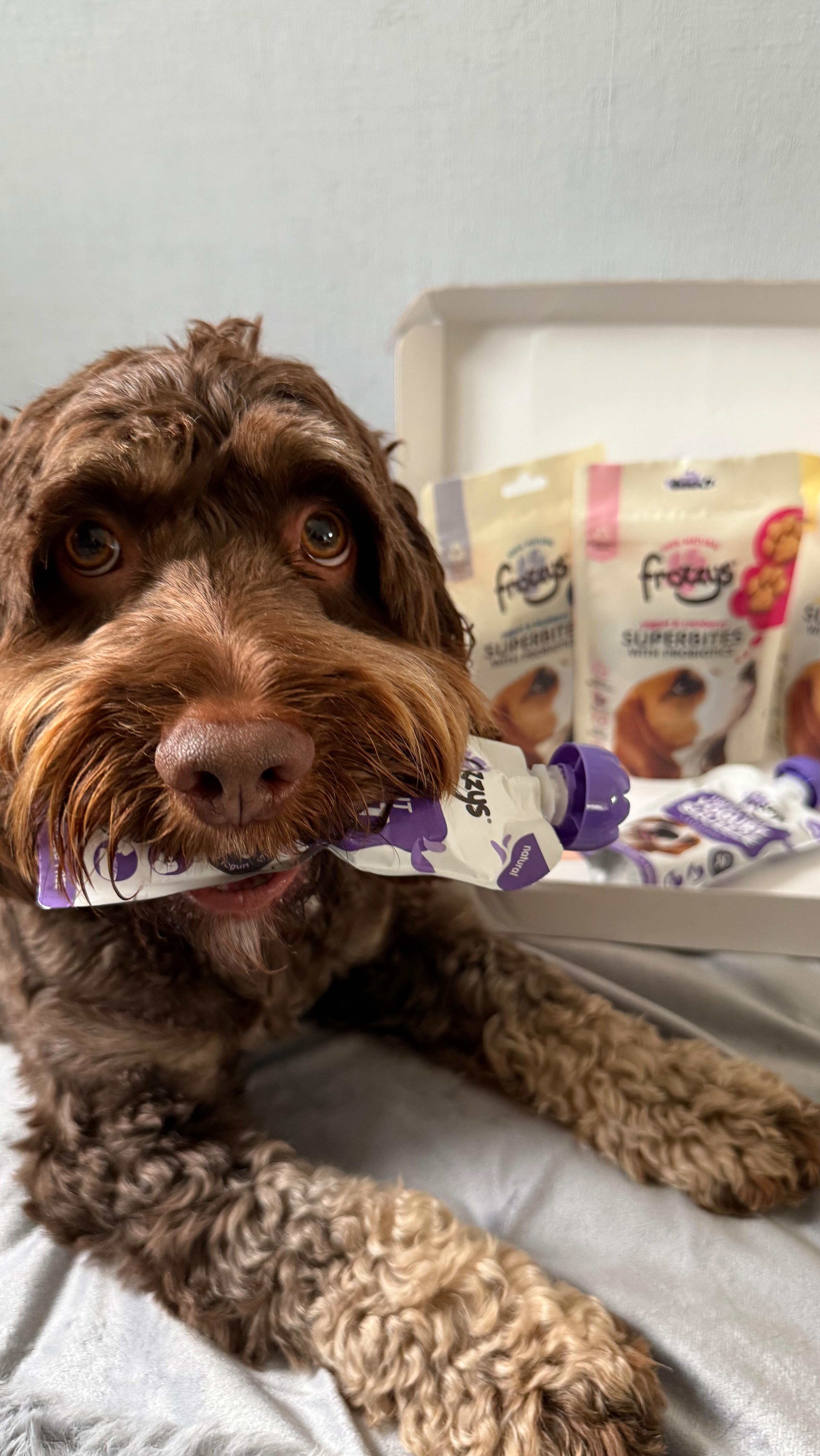 Instagram post by @teddybearthecockapoo__ for Frozzys. Caption reads: [...] grain free, 0% fat  delivery from @frozzys_....