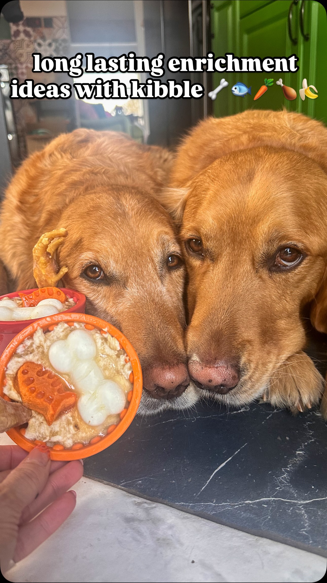 Instagram post by @fredrickandroyston for Burns Pet Food. Caption reads: Episode 4 of showing you enrichment ideas ✨

What....