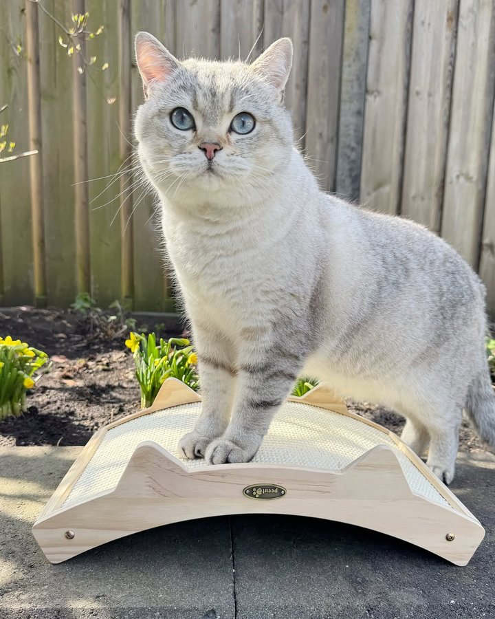 Instagram post by @winston_britishshorthair2021 for Pecute. Caption reads: [...] this cute double sided scratcher from....