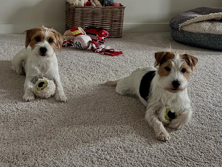 Instagram post by @montyandpennytheparsons for Lambwolf. Caption reads: [...] second spooky eyeball toy arrived from....