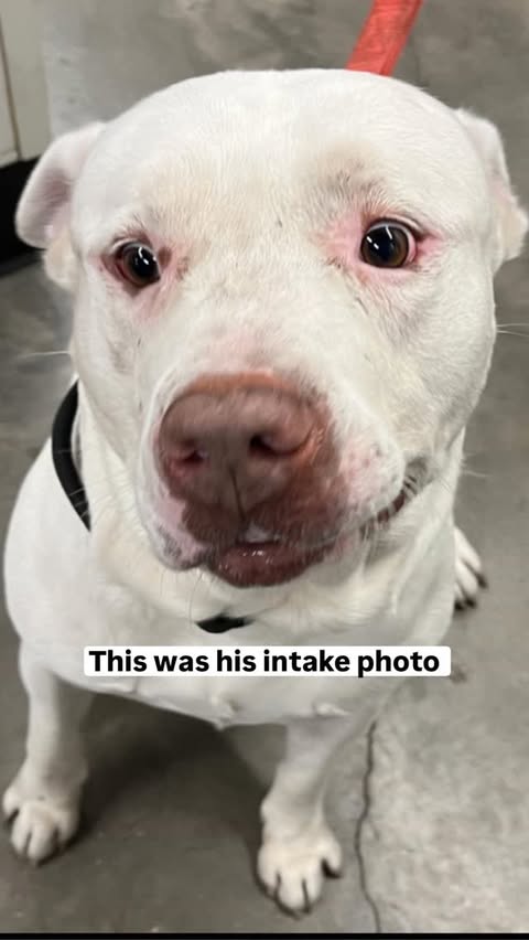 Instagram post by @humanesocietytampa for NaturVet. Caption reads: [...] from @humanesocietytampa. Thanks to....