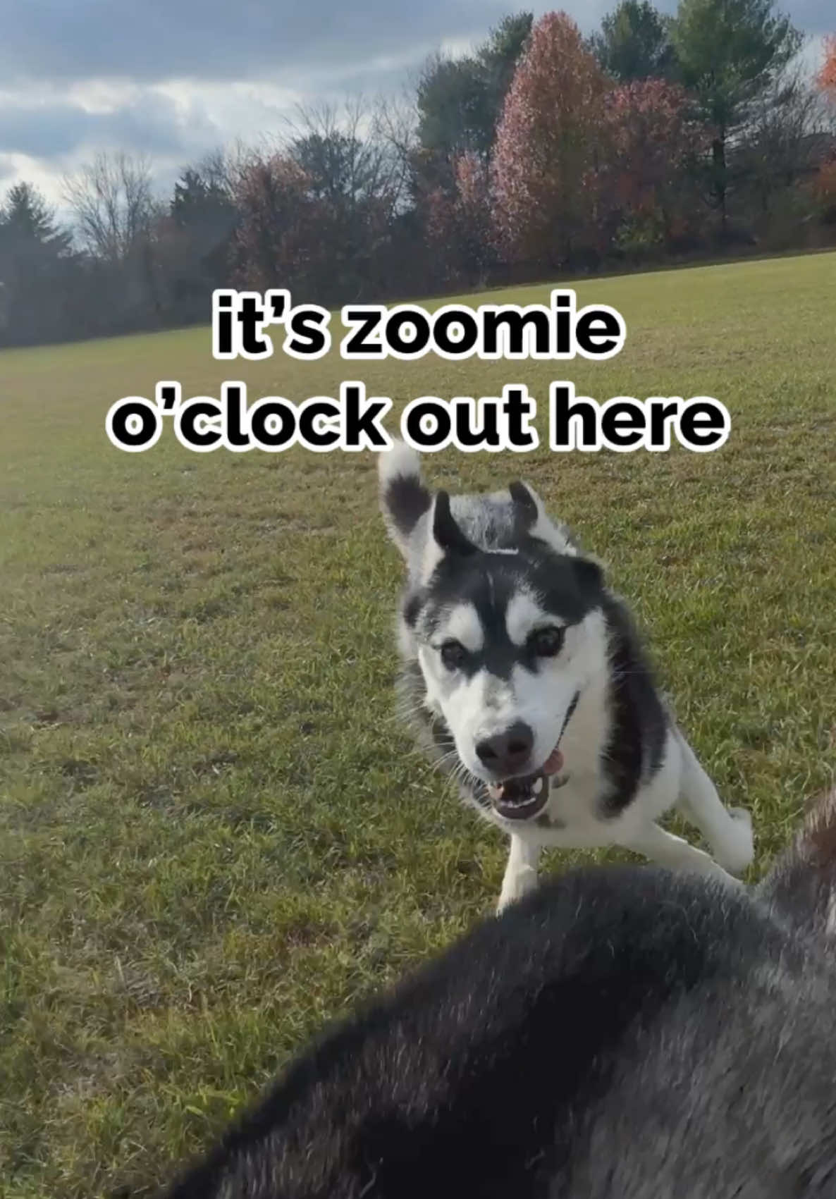 TikTok post by @thehuskymoon_ for Fuel Goods. Caption reads: We zoomie all day with @Fuel Good High Protien....