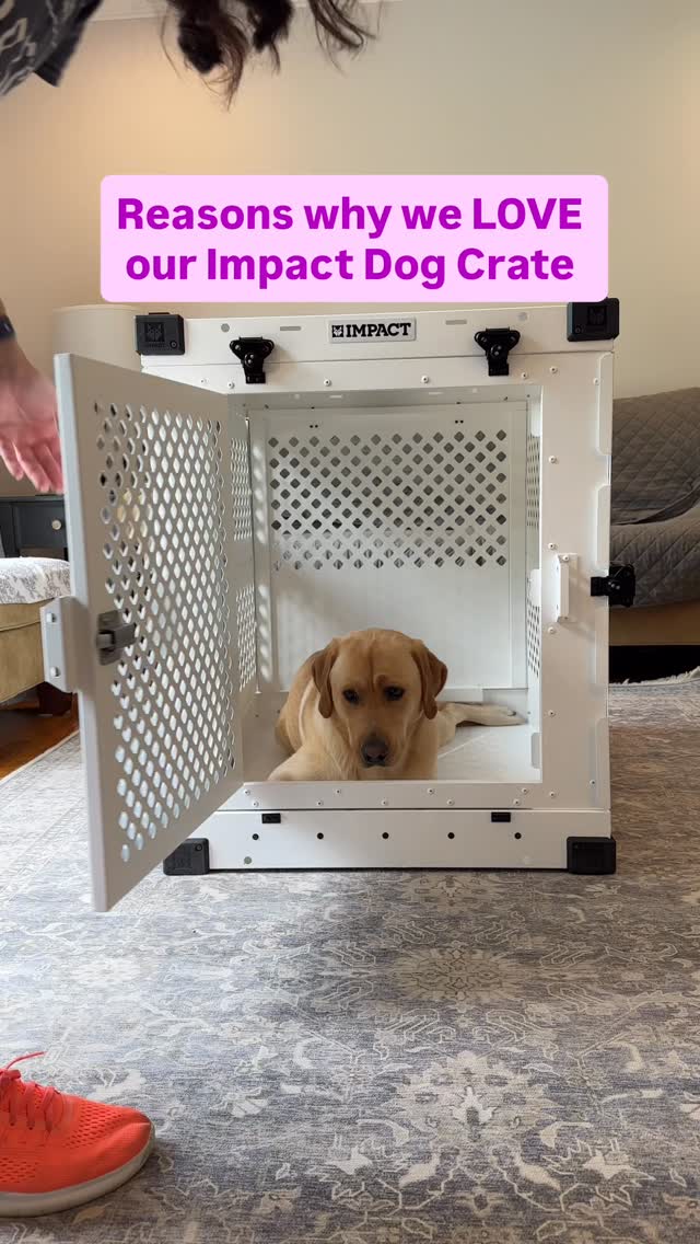 Instagram post by @lordjacktheyellowlab for Impact Dog Crates. Caption reads: [...] looks like this 🐾💤 Jack loves his....